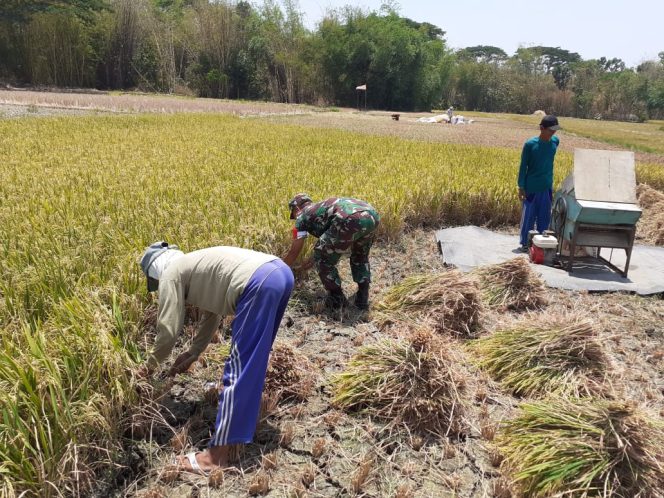 
 Peran Aktif Babinsa Koramil 10/Sambi Bantu Petani