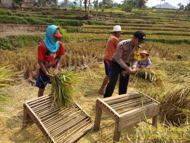 
 Briptu Rindy Dwi Pamungkas Bantu Panen Padi Di Desa Binaanya