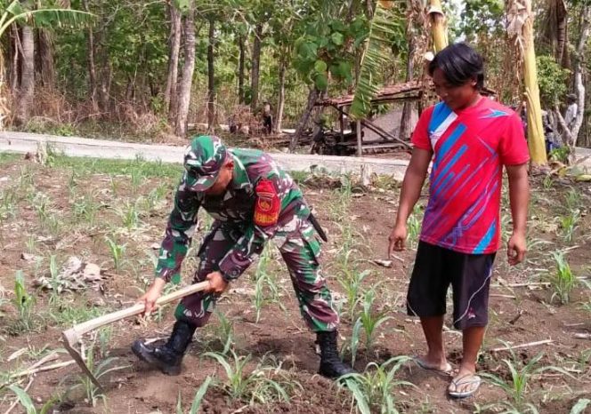 
 Peran Babinsa Dalam Memotivasi Petani Binaan