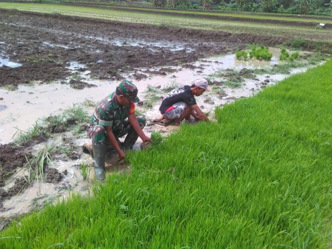 
 Babinsa Motivasi Petani Dengan Terjun Langsung Ke Sawah