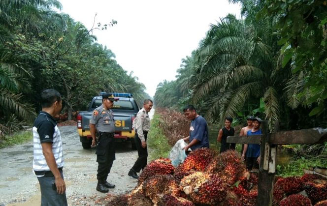 
 Antisipasi Pencurian TBS, Kapolsek Kepenuhan Bersama Anggota Melaksanakan Patroli Ke Perkebunan Sawit Milik Warga
