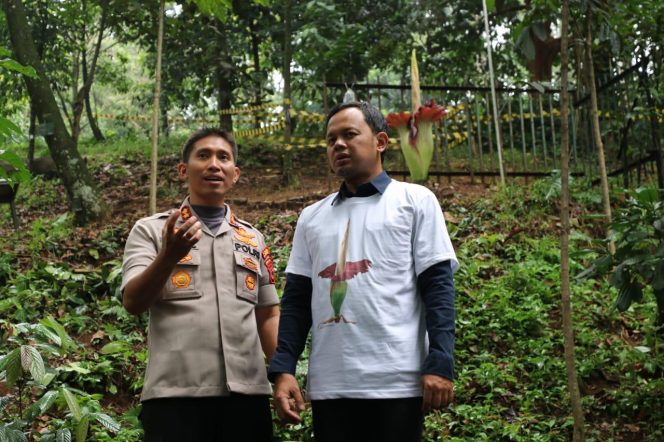 
 Bunga Bangkai Mekar Di Kebun Raya Bogor Hari Ini