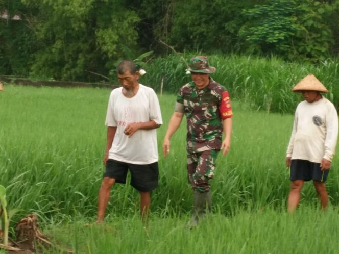 
 Babinsa Mojosongo Jadi Motivator dan Penyemangat Petani