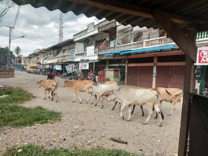 
 Pedagang Pasar Benai Resah Sapi Berkeliaran Di Pasar