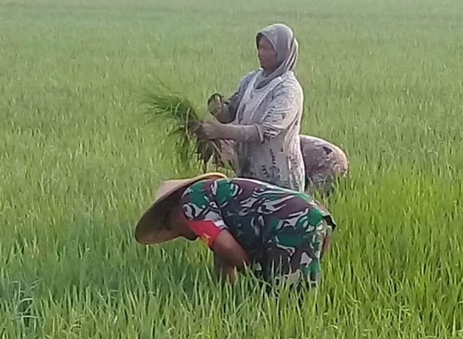 
 Babinsa Nogosari Aktif Bantu Petani Terjun Kesawah