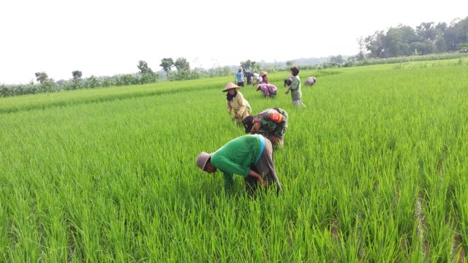 
 Peran Babinsa Kacangan Tingkatkan Swasembada Pangan 