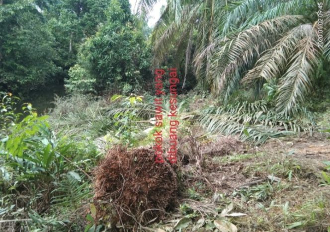 
 Salah satu Aparatur Desa Kepenuhan Barat Mulia Kecamatan Kepenuhan Kabupaten Rokan Hulu Diduga Melakukan Tindak Pidana Pasal 406 KUHP