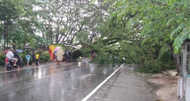 
 Selain Banjir, Hujan Lebat di Langsa Juga Tumbangkan Pohon dan Tanah Longsor