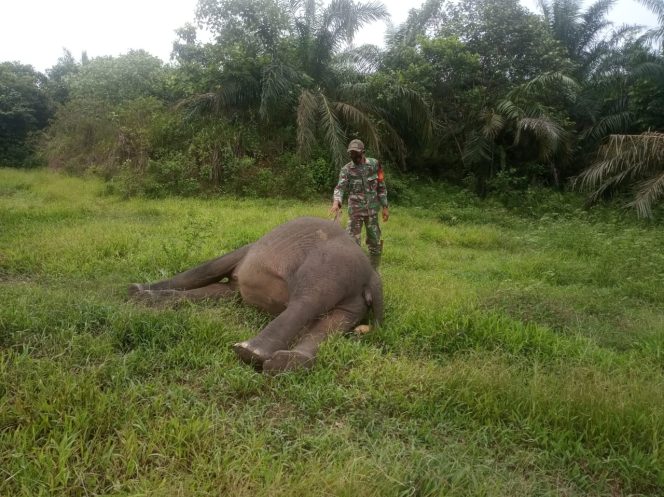 
 Gajah Sumatera Ditemukan Mati Tanpa Kepala