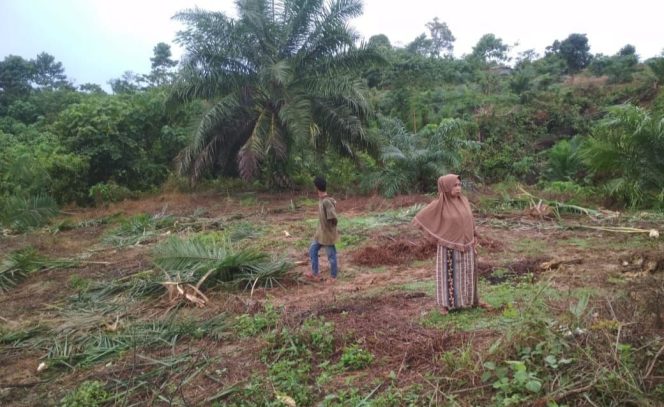 
 Gajah Liar Porak-porandakan Kebun Sawit Warga di Alue Genteng Aceh Timur