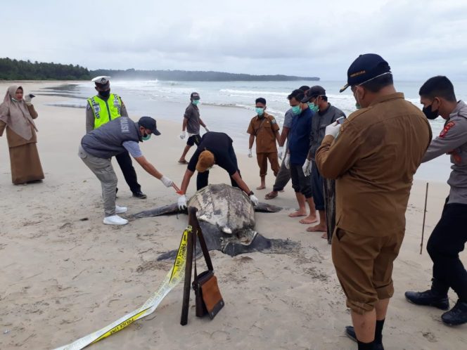 
 Foto: Polisi lakukan identifikasi penyebab kematian penyu.