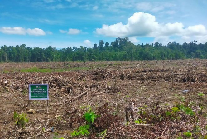 
 Foto: Kawasan Hutan Produksi di Desa Bulu Hadek Kec.Teluk Dalam, Kab. Simeulue, diduga telah terjadi aktivitas perambahan hutan.