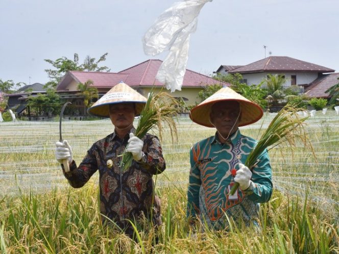 
 Pj Wali Kota Langsa Syaridin dan Gechik Gampong Matang Seulimeng, Jufriadi potong padi program ketahanan pangan.